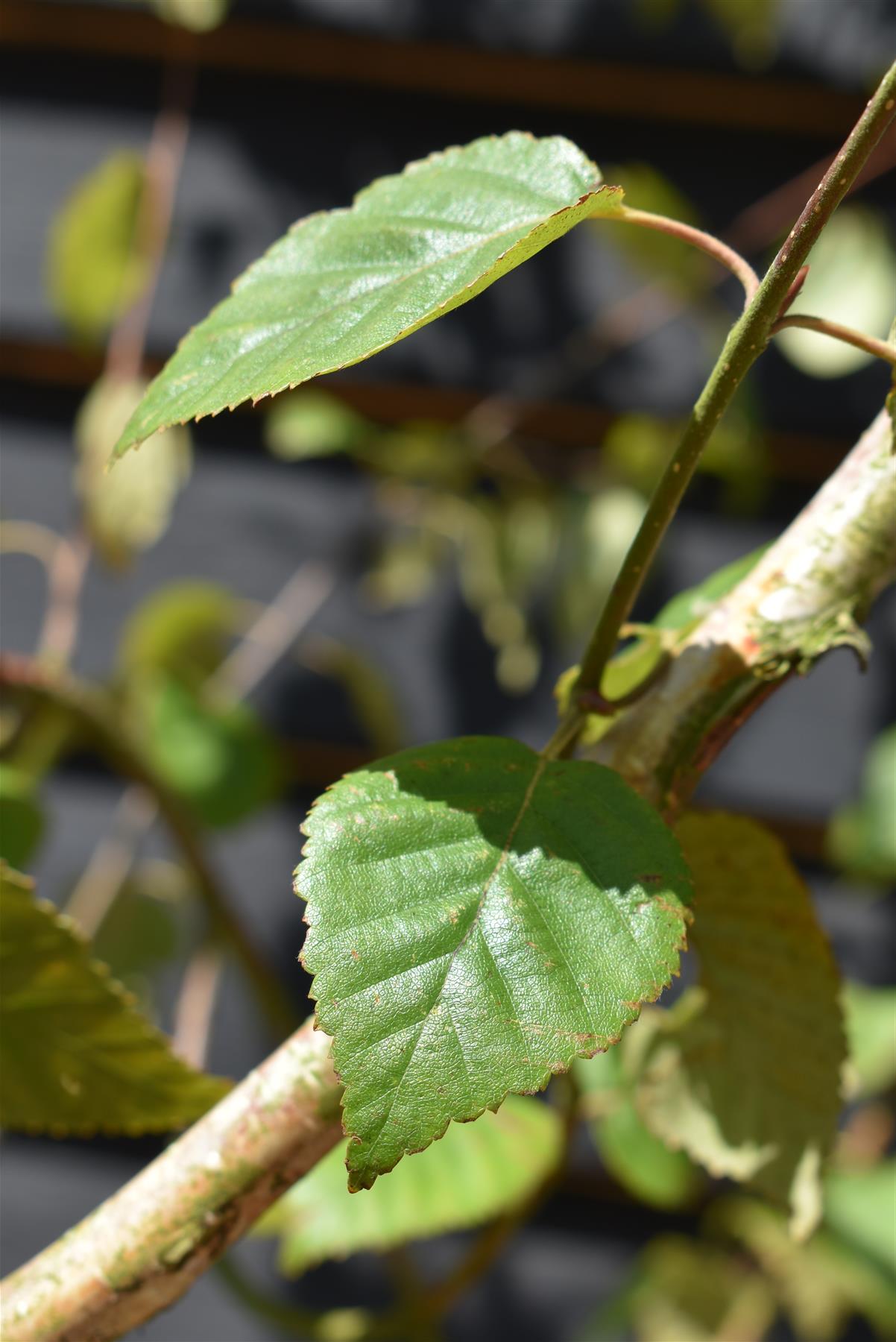 Himalayan Silver Birch | Betula utilis jacquemontii - Girth 10-12cm - Height 500-600cm - 75lt