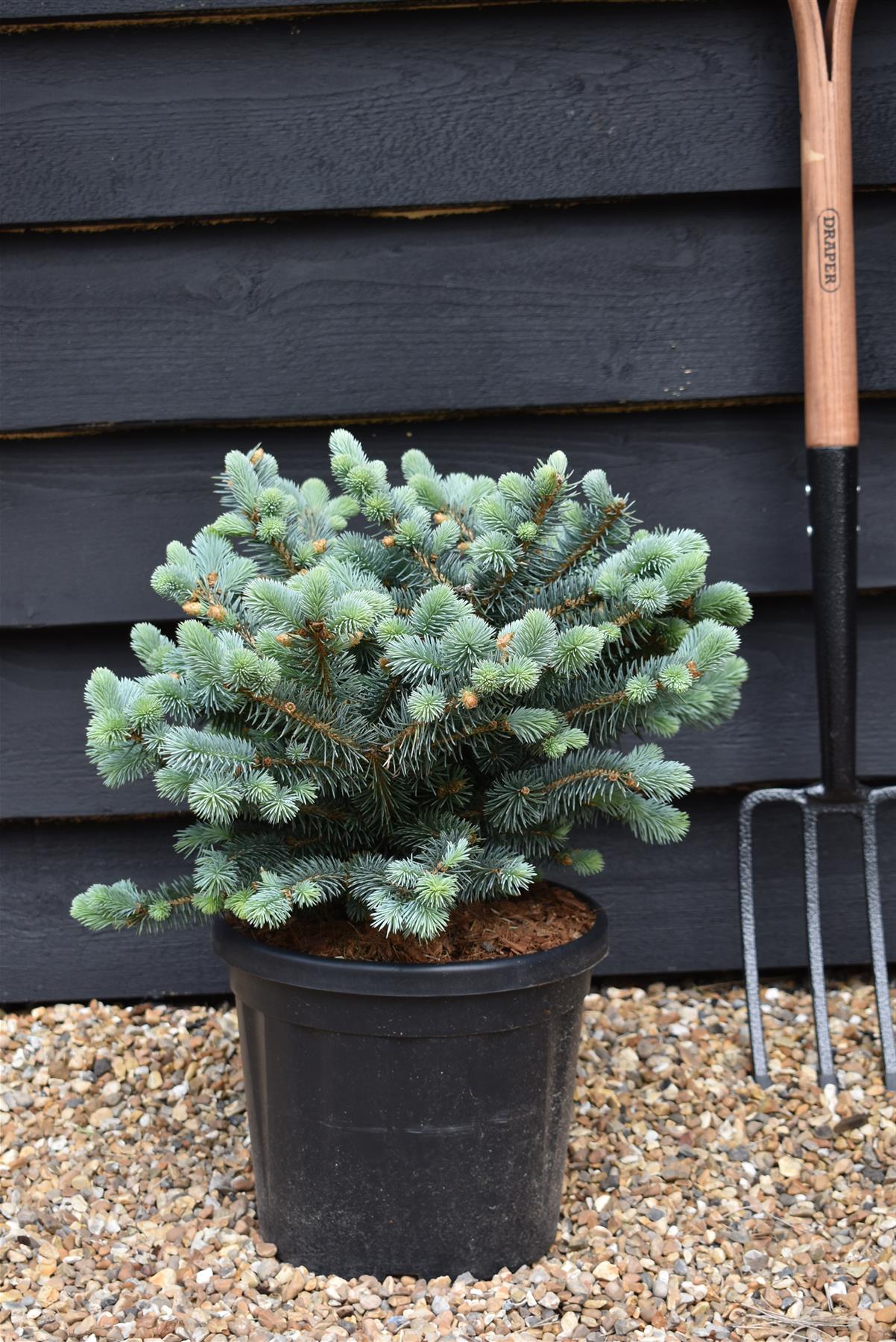 Picea pungens 'Glauca Globosa' | Colorado spruce 'Globosa' - Height 35-40cm - 8lt