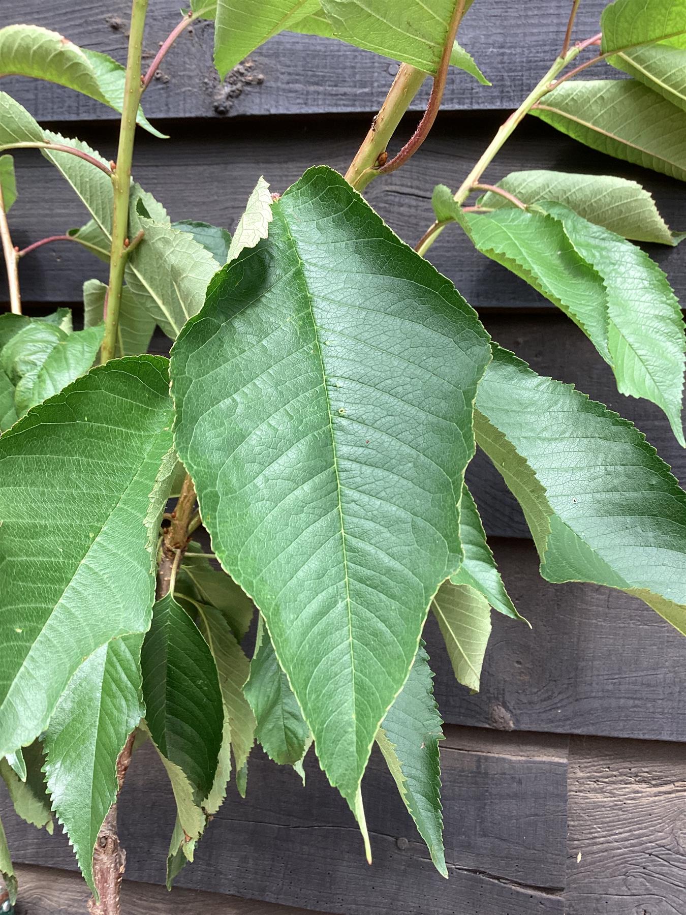 Sweet Cherry Tree | Prunus avium 'Napoleon' - 100-120cm, 10lt