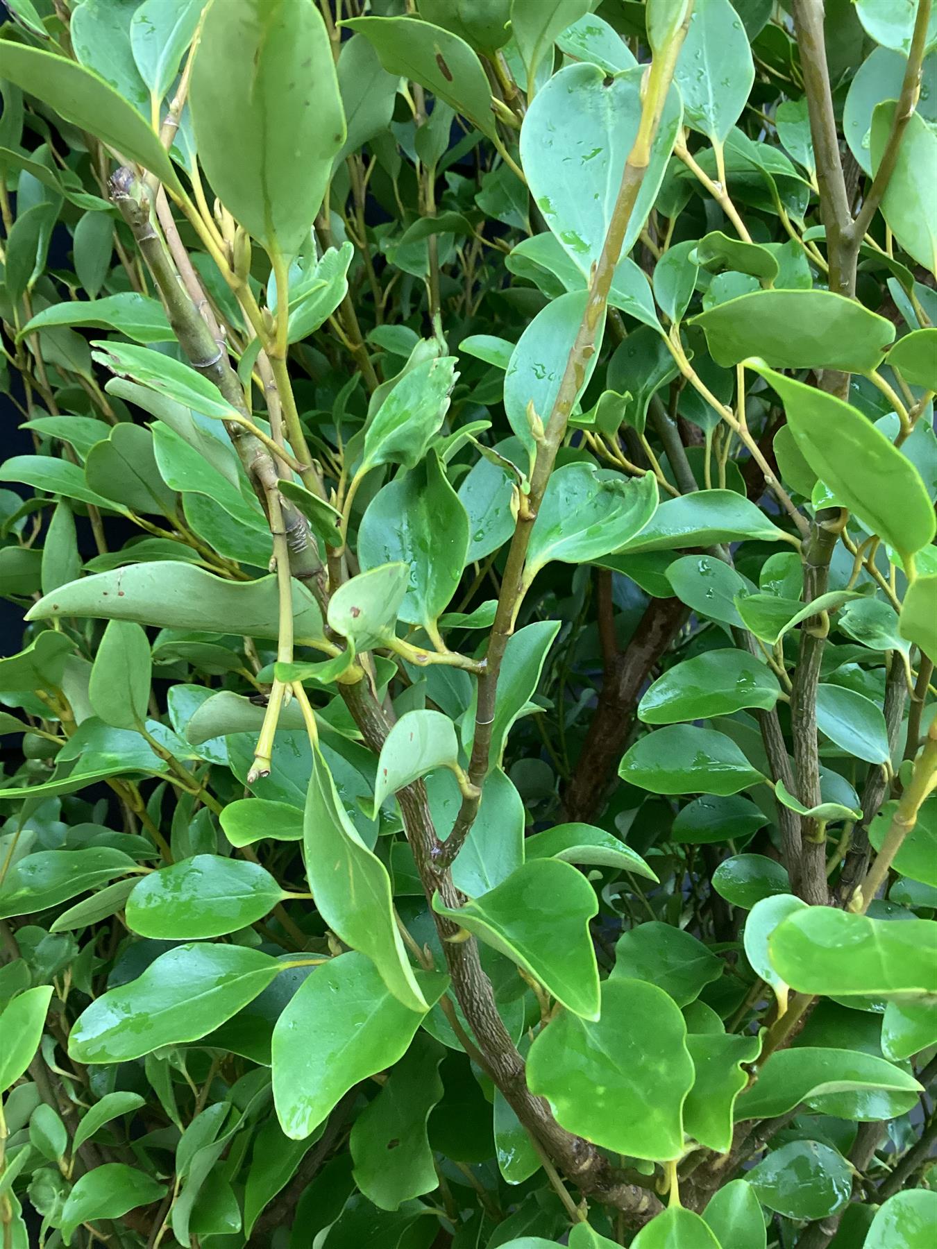 Griselinia littoralis | New Zealand Broadleaf B - 25lt