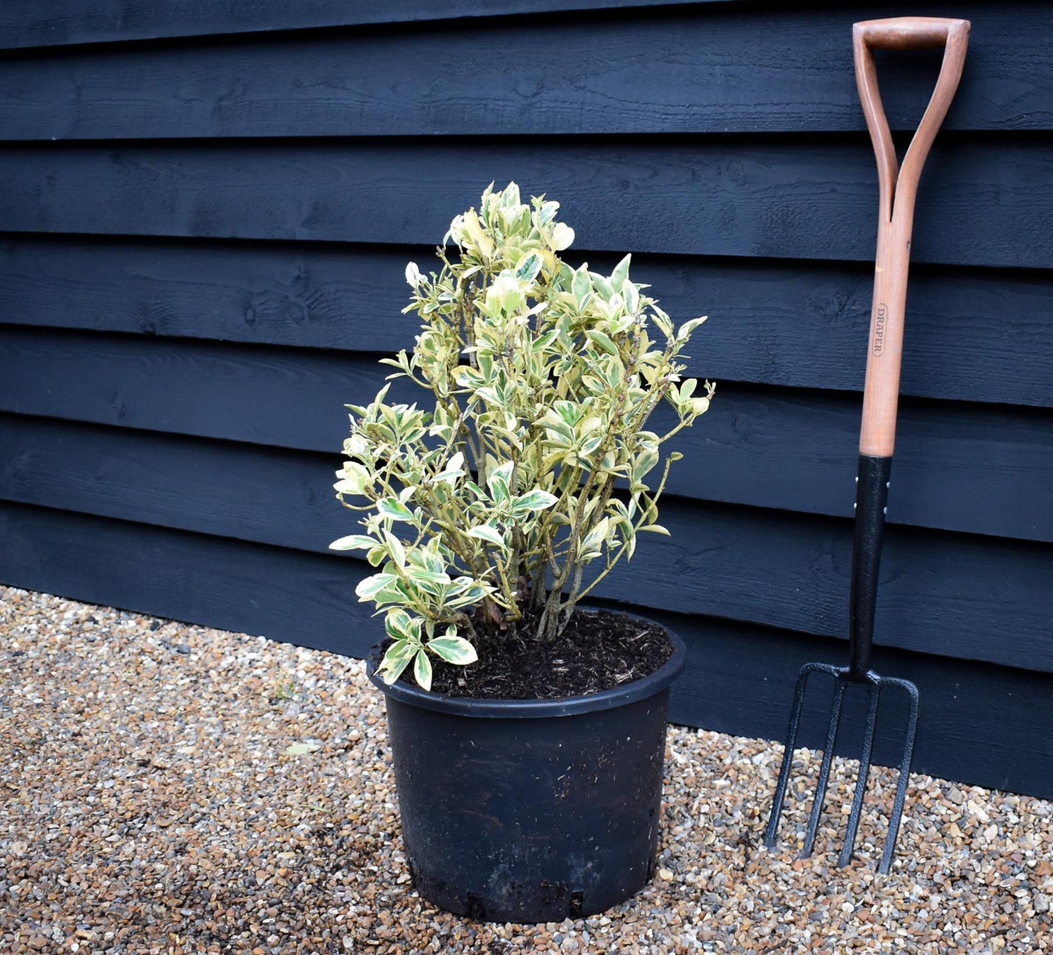 Euonymus Japonicus 'Bravo' - 80/120cm, 15lt