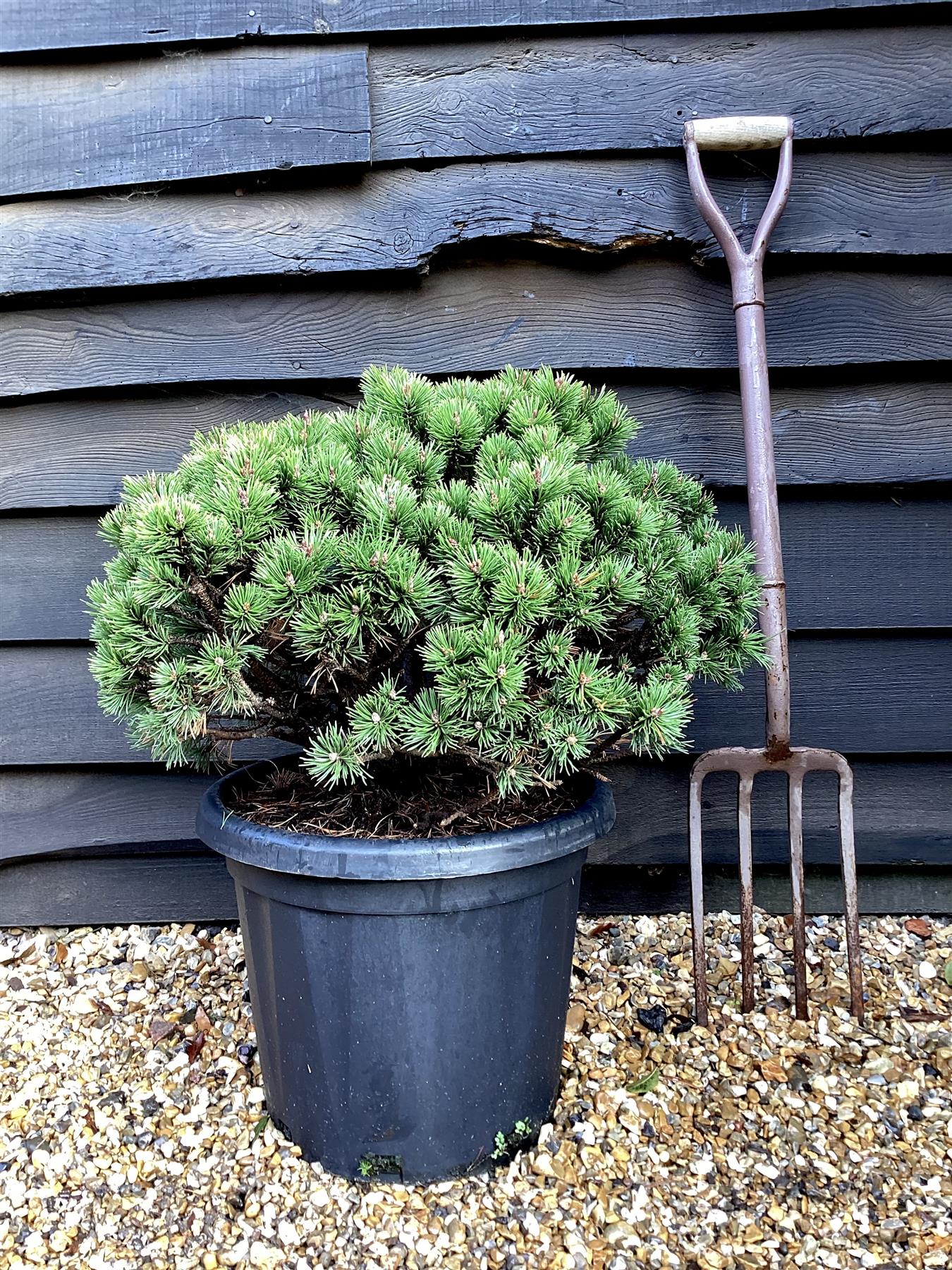 Pinus Mugo 'Mops' | Dwarf mountain pine - 70cm - 25lt