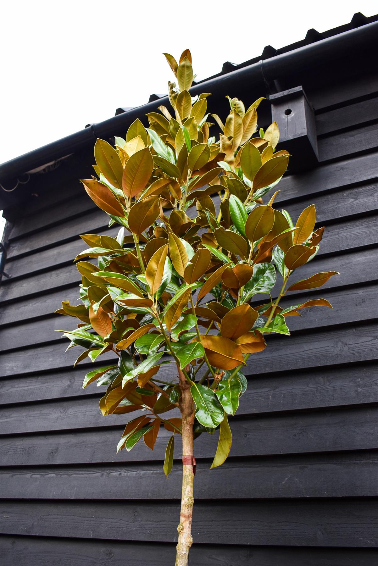 Magnolia grandiflora | Evergreen magnolia - Standard - Girth 8-10cm - Height 310-350cm - 35lt