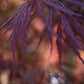 Acer palmatum 'Garnet' | Garnet Japanese Maple - Girth 34cm - 350-360cm - 600lt