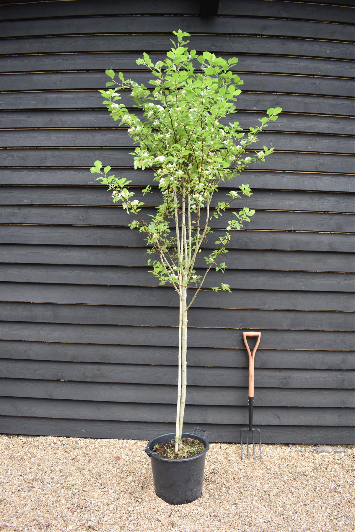 Crataegus Persimilis 'Prunifolia' | Broad-leaved Cockspur Thorn - 200 -230cm, 30lt