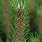 Pinus Nigra 'Brepo' | Dwarf Austrian Pine - Clear Stem 30cm - Height 70cm - Width 50-60cm - 15lt