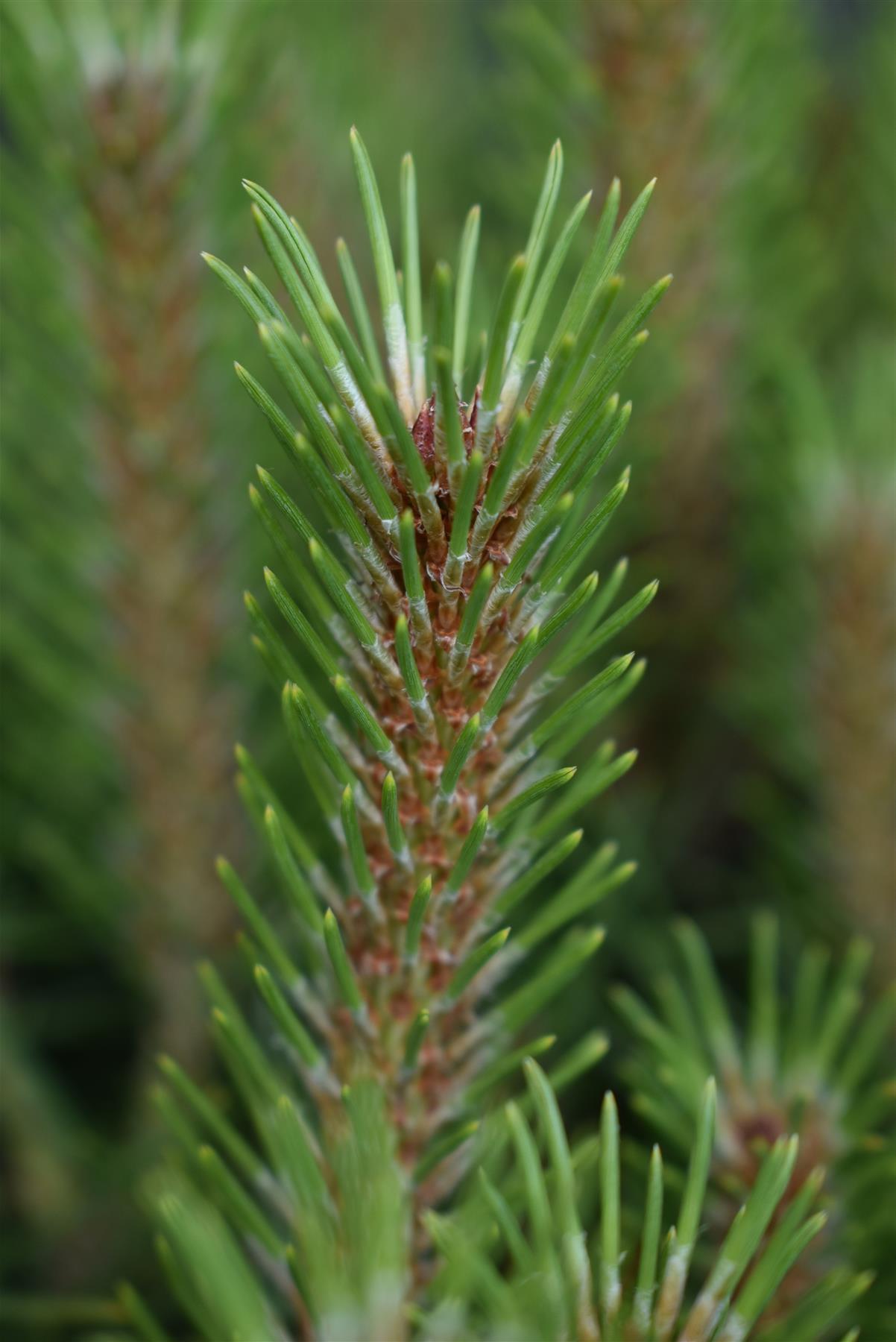 Pinus Nigra 'Brepo' | Dwarf Austrian Pine - Clear Stem 30cm - Height 70cm - Width 50-60cm - 15lt