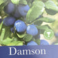 Damson 'Farleigh' on St. Julian | Prunus insititia - Semi-Vigorous - 160-170cm - 12lt