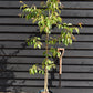 Prunus 'Kiku-shidare-zakura' | Weeping Oriental Cherry (150cm) - 10lt