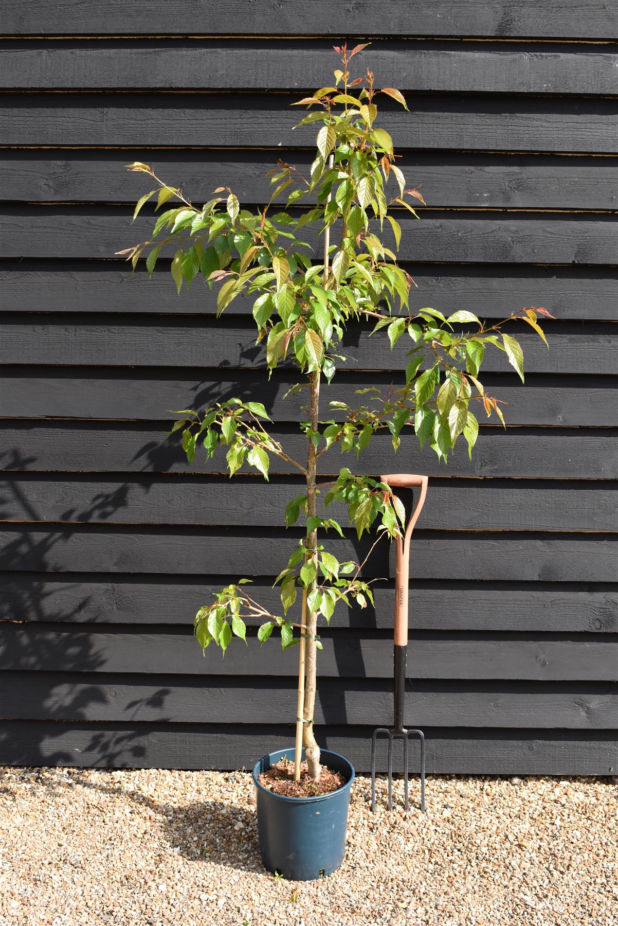 Prunus 'Kiku-shidare-zakura' | Weeping Oriental Cherry (150cm) - 10lt