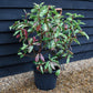 Photinia serratifolia - Pink Crispy - Bush - Shrub - Hedging - Height 100-110cm - 20lt