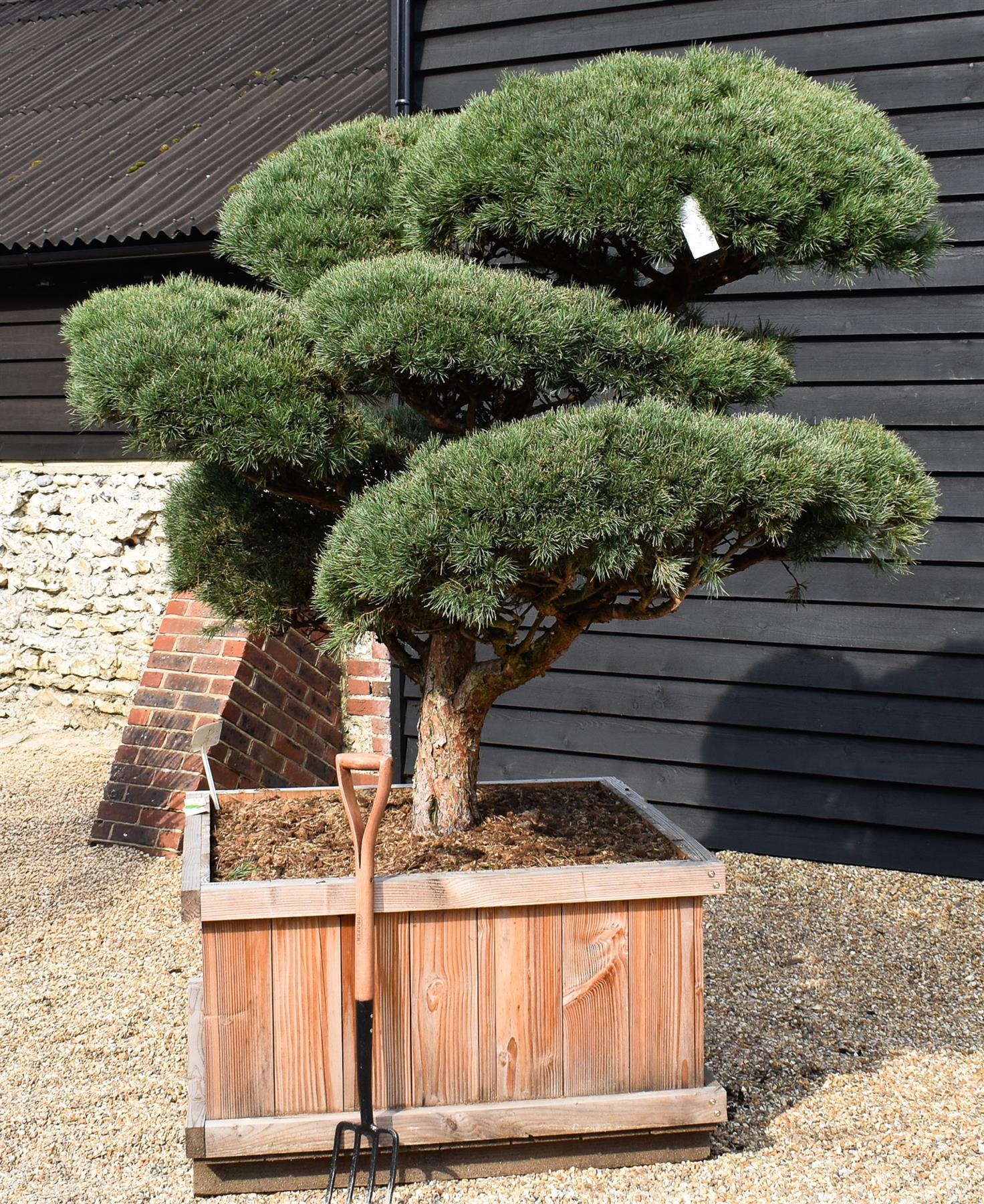 Pinus sylvestris 'Watereri' - Cloud Bonsai - Specimen 2 - Height 190cm - Width 180cm - Wooden Box 115 x 115cm - 800lt