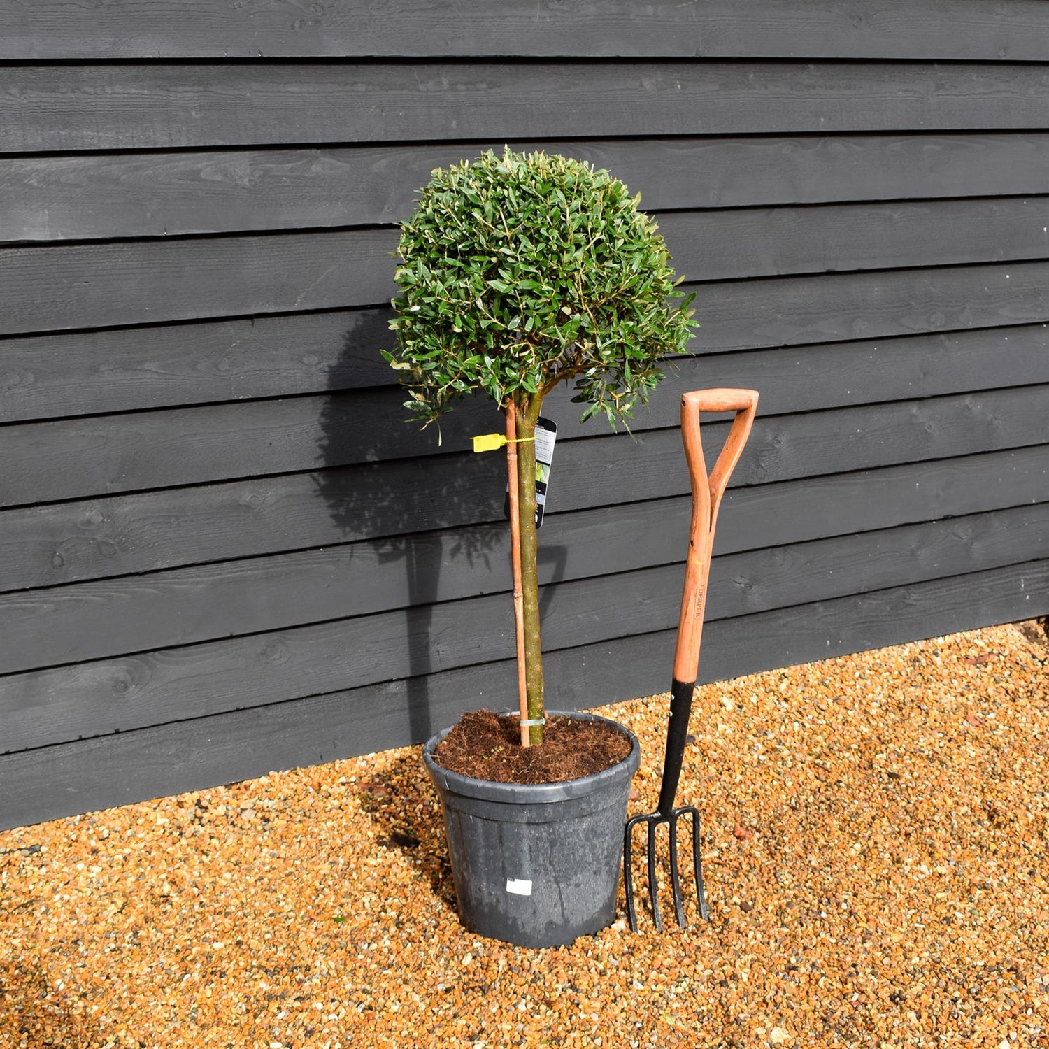 Olive Tree |Olea Europea - Clear Stem 50-60cm - Girth 16-18cm - 170-190cm - 25lt