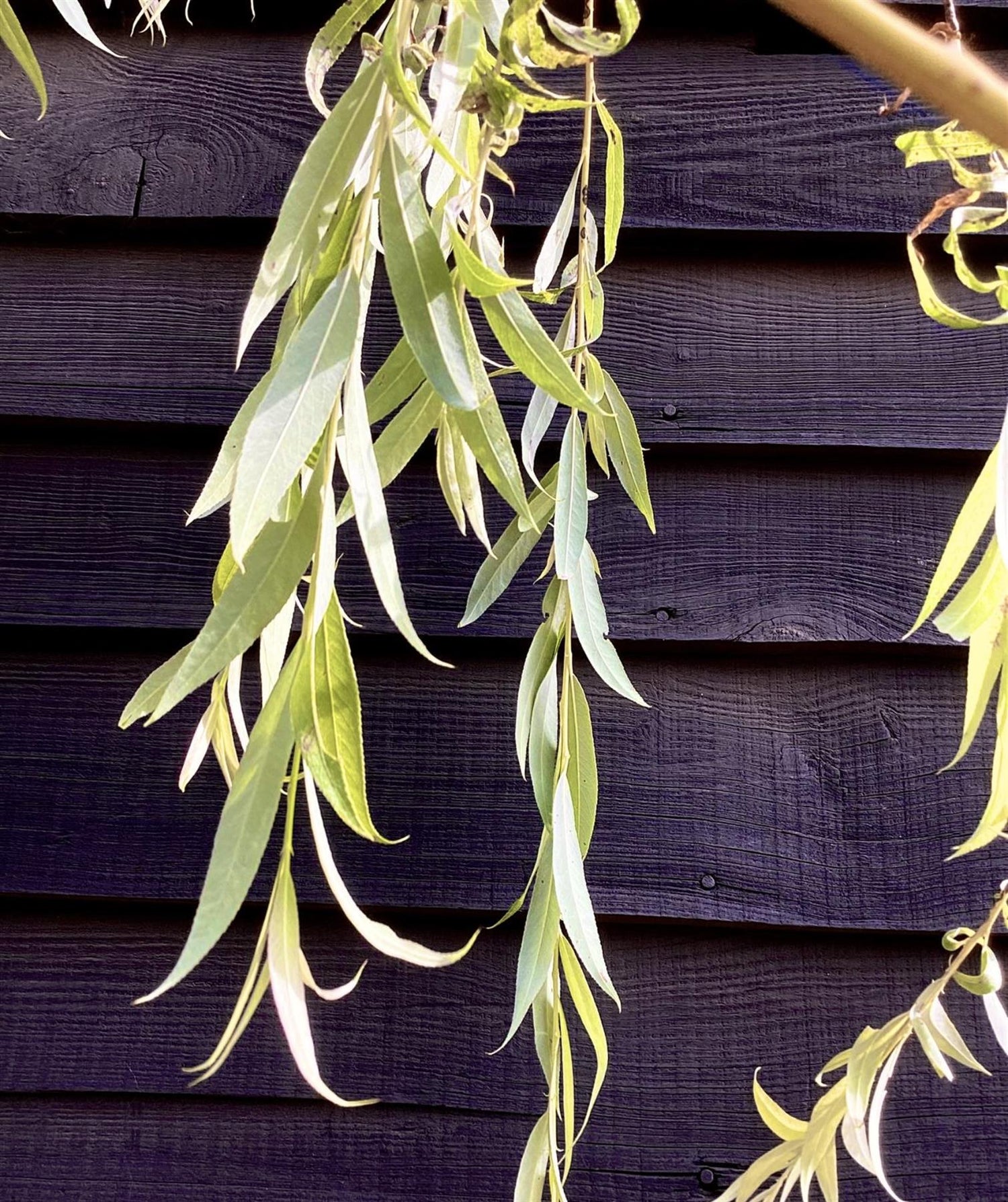 Salix Chrysocoma | Golden Weeping Willow - Height 175-200cm, 10lt