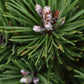 Pinus uncinata 'Heideperle' | Mountain pine - Height 50-60cm - 18lt