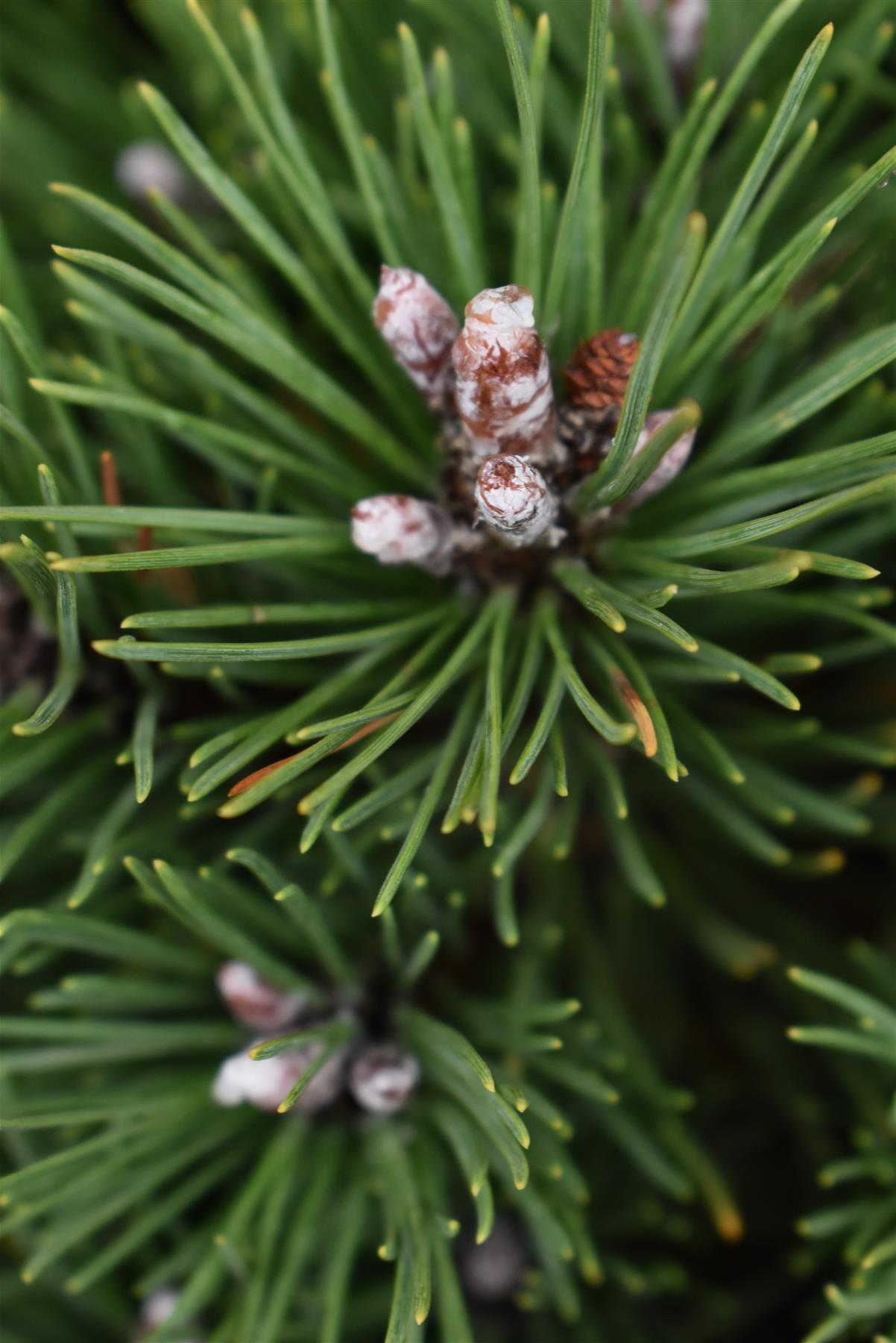 Pinus uncinata 'Heideperle' | Mountain pine - Height 50-60cm - 18lt