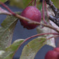 Malus Neville Copeman | Purple Crab Apple Tree, Clear Stem - Standard -  Girth 10-12cm - Height 360-380cm - 70lt