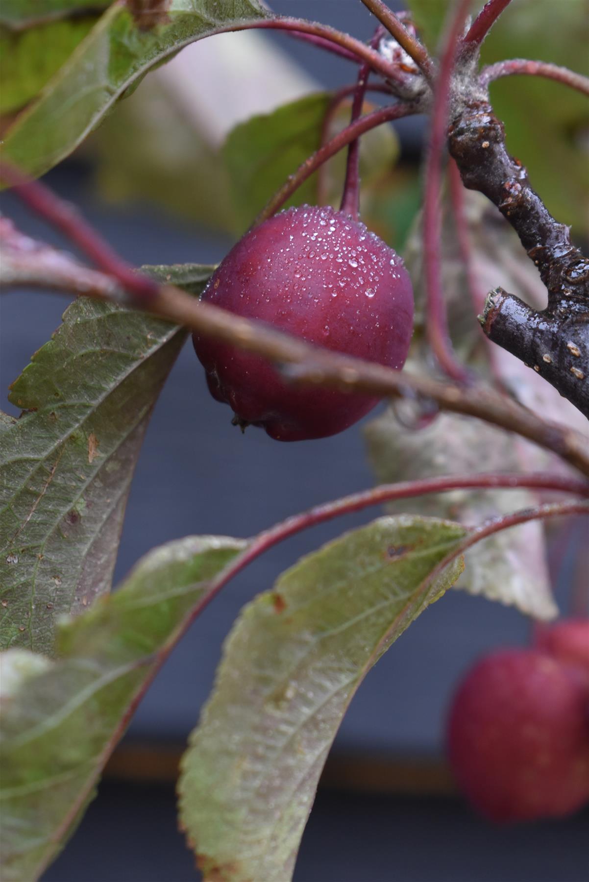 Malus Neville Copeman | Purple Crab Apple Tree, Clear Stem - Standard -  Girth 10-12cm - Height 360-380cm - 70lt