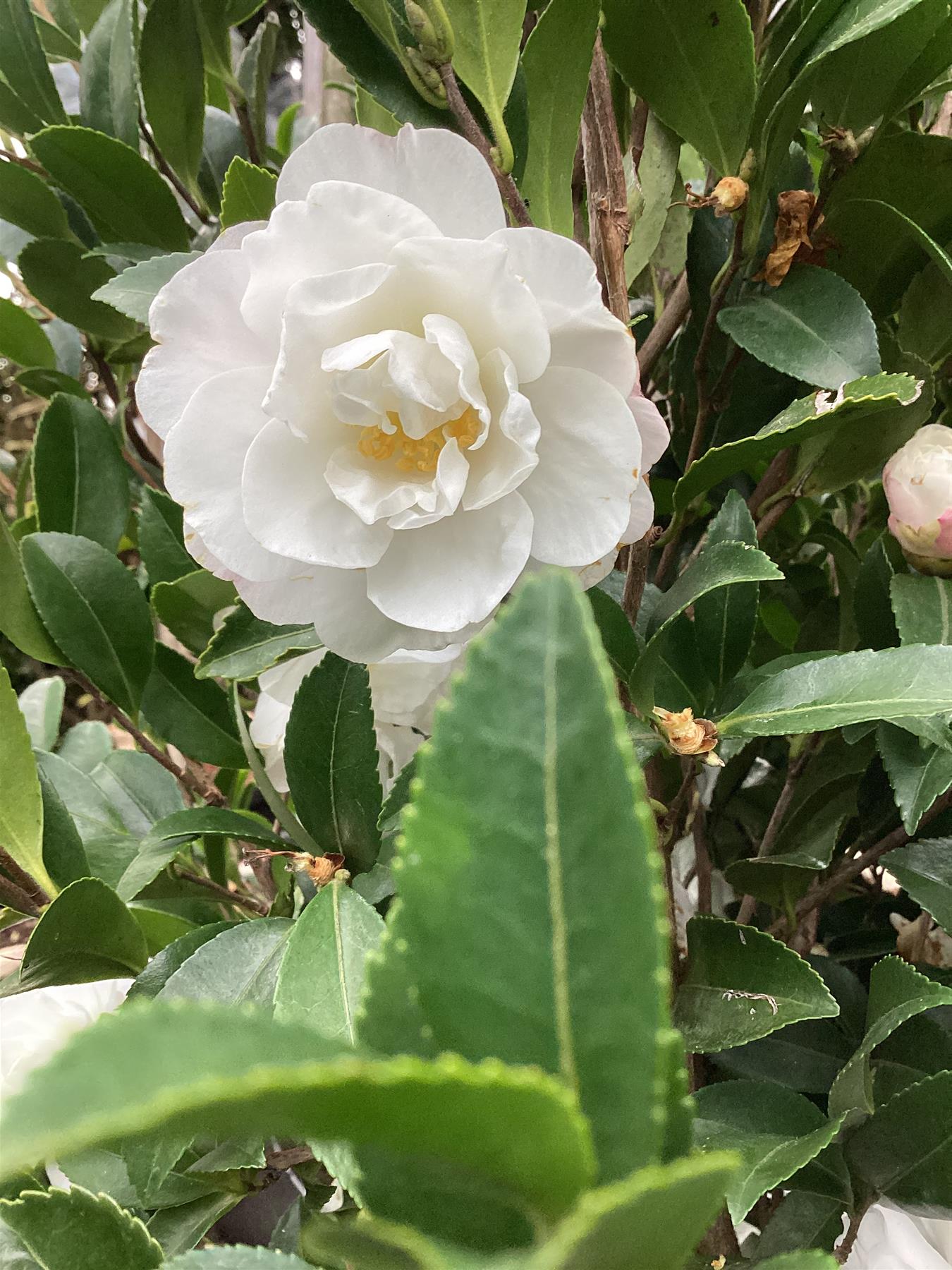 Camellia sasanqua - Large Bushy - White - Height 250cm Width 120cm - 130lt