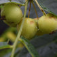 Juglans Nigra - Black Walnut Tree - Clear Stem - Standard - Girth 10-12cm - 300-320cm - 70lt