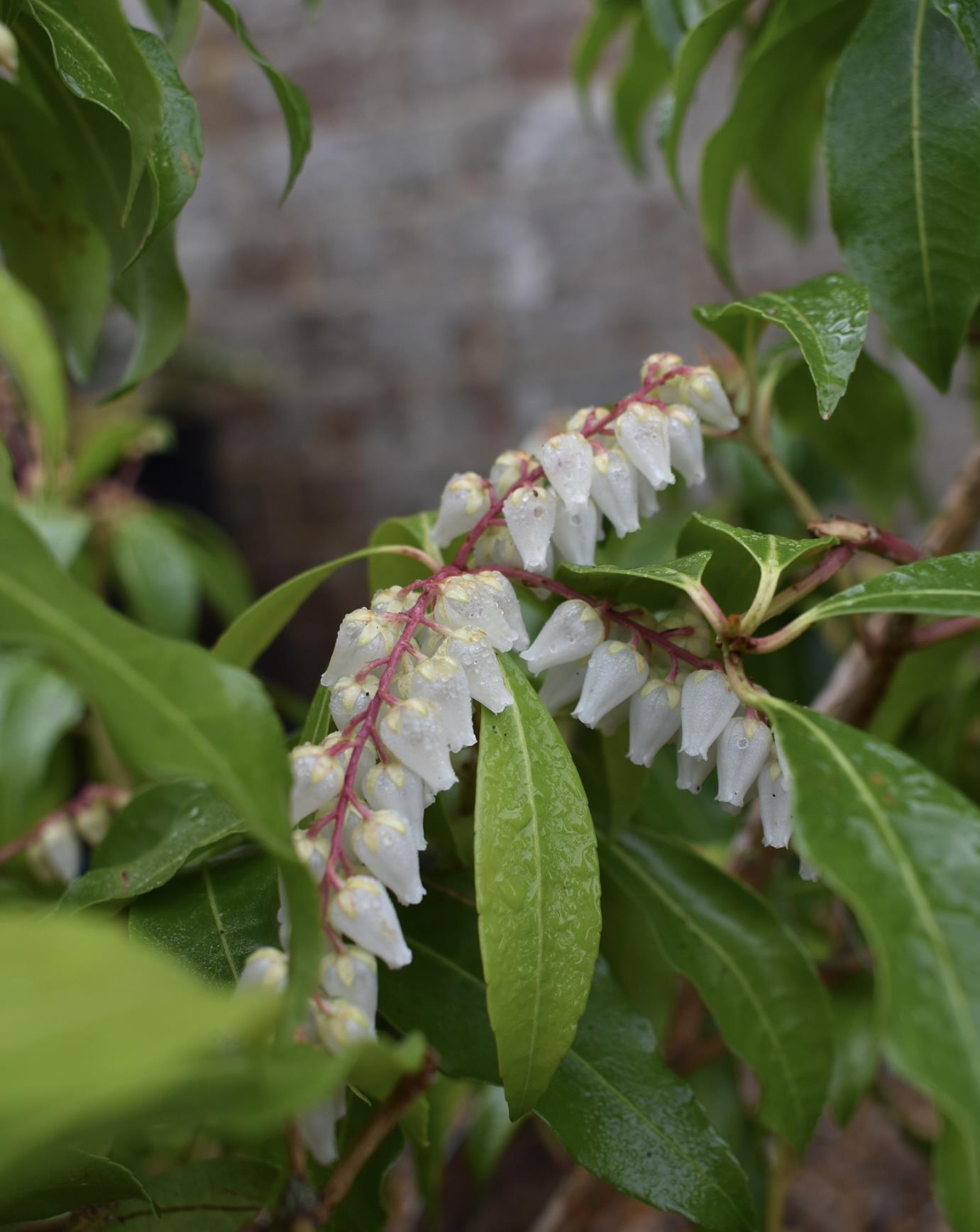 Pieris Japonica Mountain Fire - Shrub - 30-50cm - 10lt