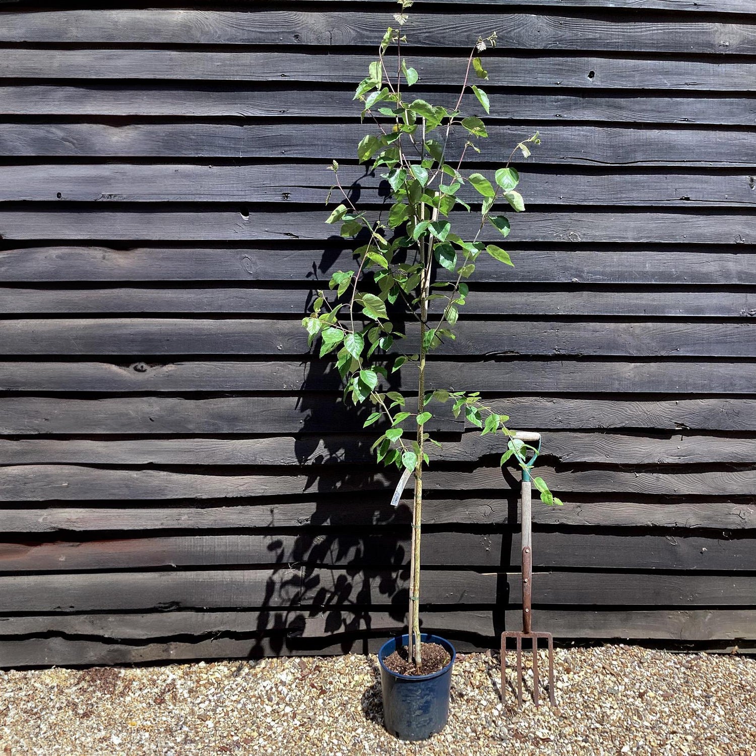 Himalayan Silver birch 'Snow Queen' | Betula utilis - Height 140-160cm - 10lt