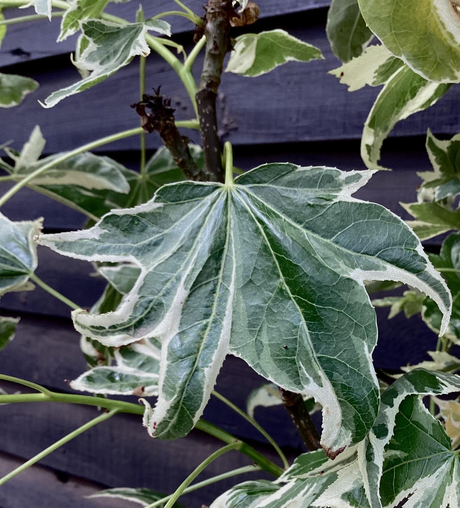 Liquidambar styraciflua 'Albomarginata Manon' | Sweet Gum 'Silver King Manon' - 100-120cm, 25lt