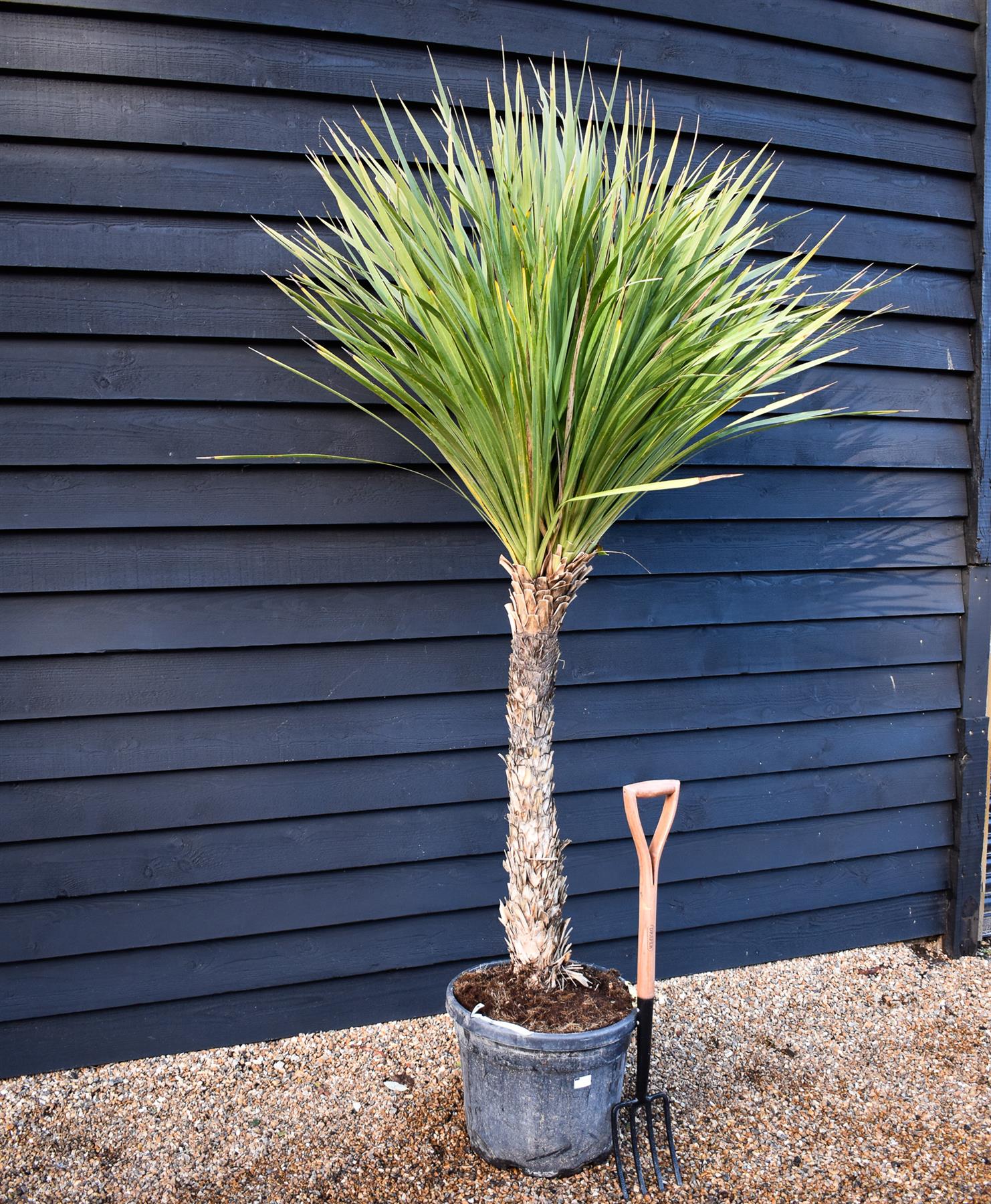 Cordyline australis | Cabbage Palm - Stem 100-120cm - Height 180-220cm - 50lt