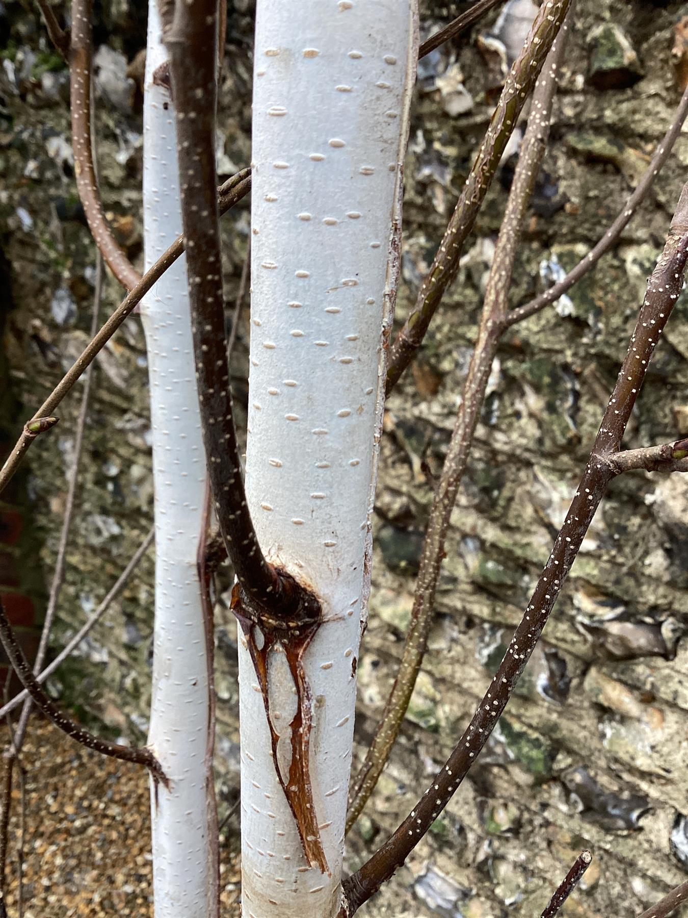 Betula utilis jacquemontii | Kashmir Birch - Multistem - 280cm, 25lt