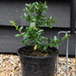 Pyracantha 'Orange Glow'  | Orange Firethorn 10-20cm - 3lt