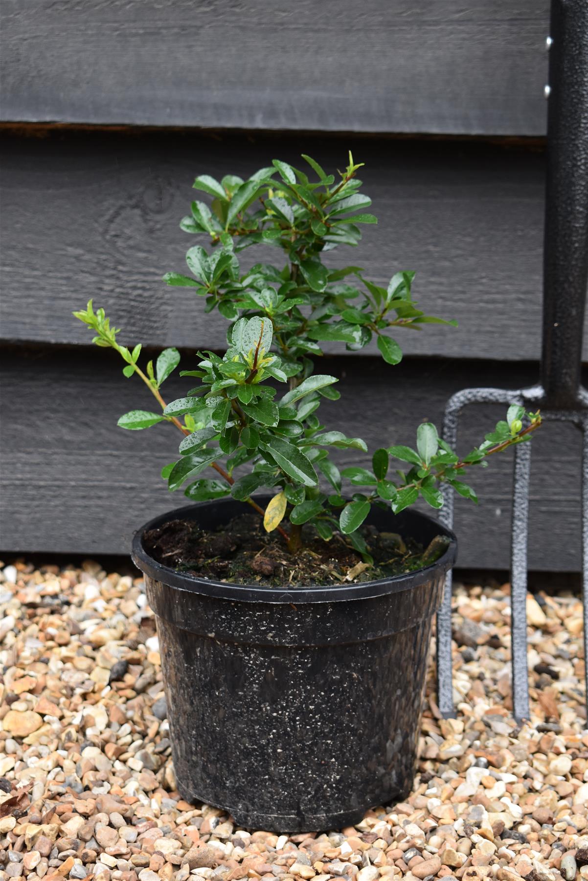 Pyracantha 'Orange Glow'  | Orange Firethorn 10-20cm - 3lt