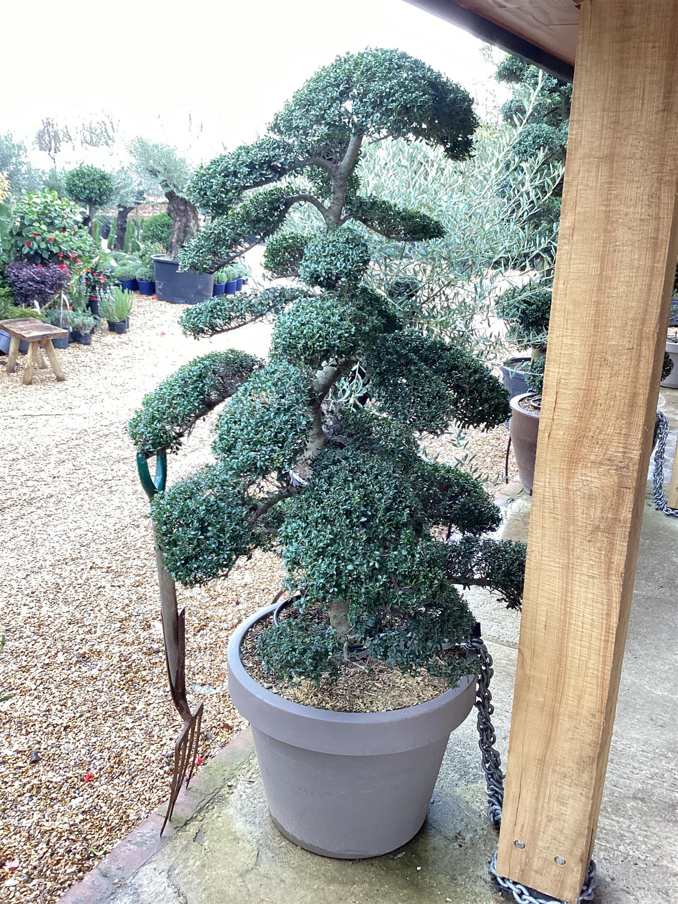 Ilex Crenata | Japanese Holly Bonsai Cloud Tree - Height 150-160cm Width 110cm, 33lt