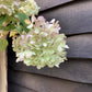 Hydrangea paniculata 'Limelight' - Stem 100cm - Height 170-180cm - 15lt