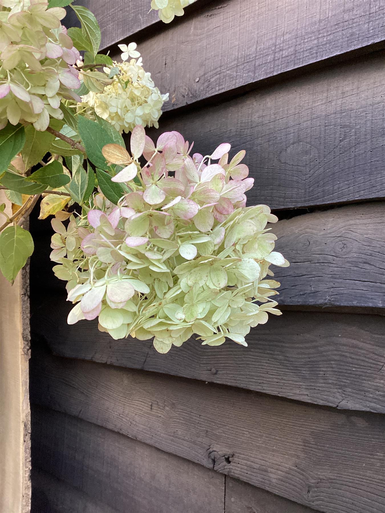 Hydrangea paniculata 'Limelight' - Stem 100cm - Height 170-180cm - 15lt