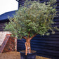 Olive Tree | Olea Europea - Specimen  - Forking branches - Height 250 -300 cm - 280lt