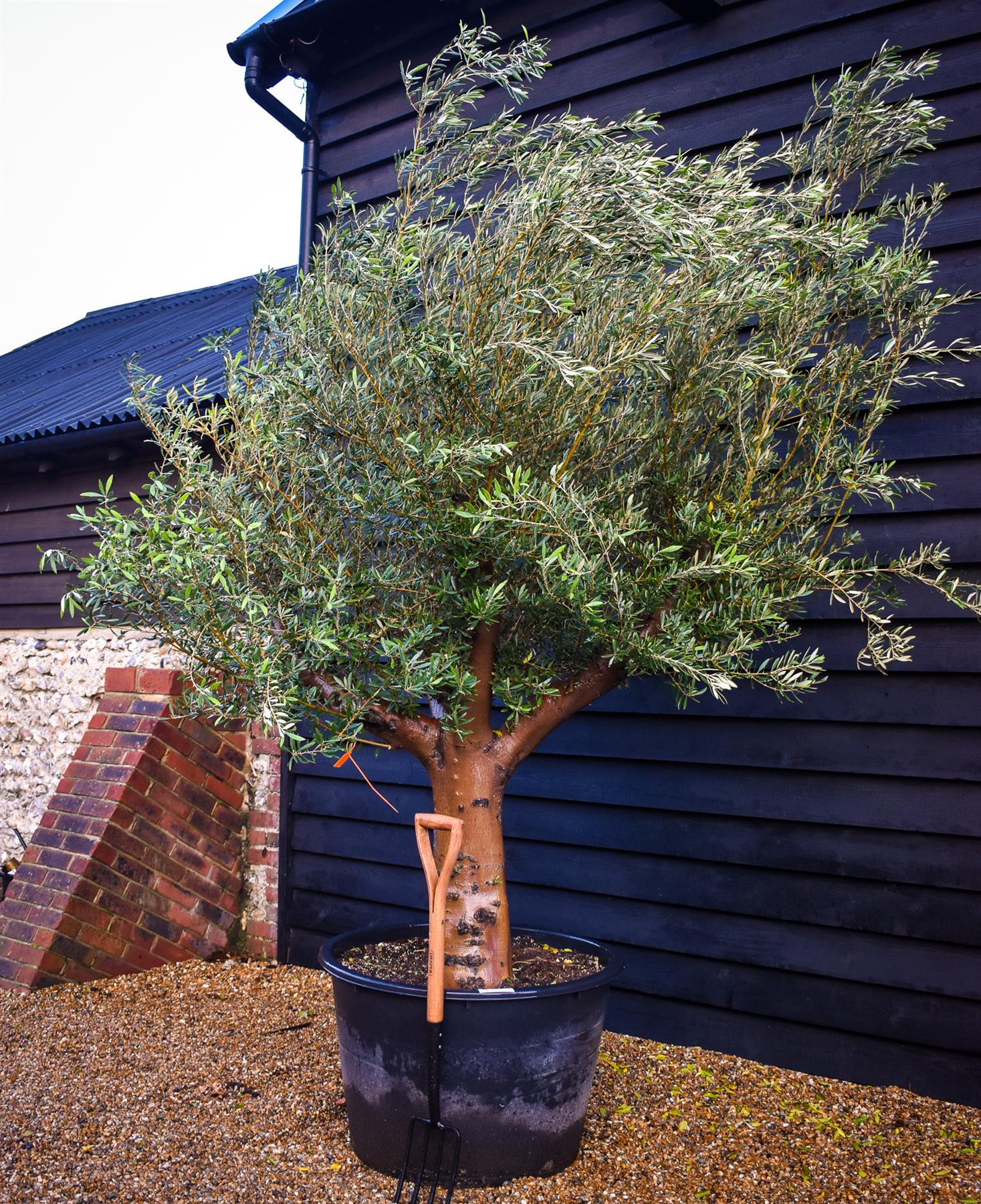 Olive Tree | Olea Europea - Specimen  - Forking branches - Height 250 -300 cm - 280lt