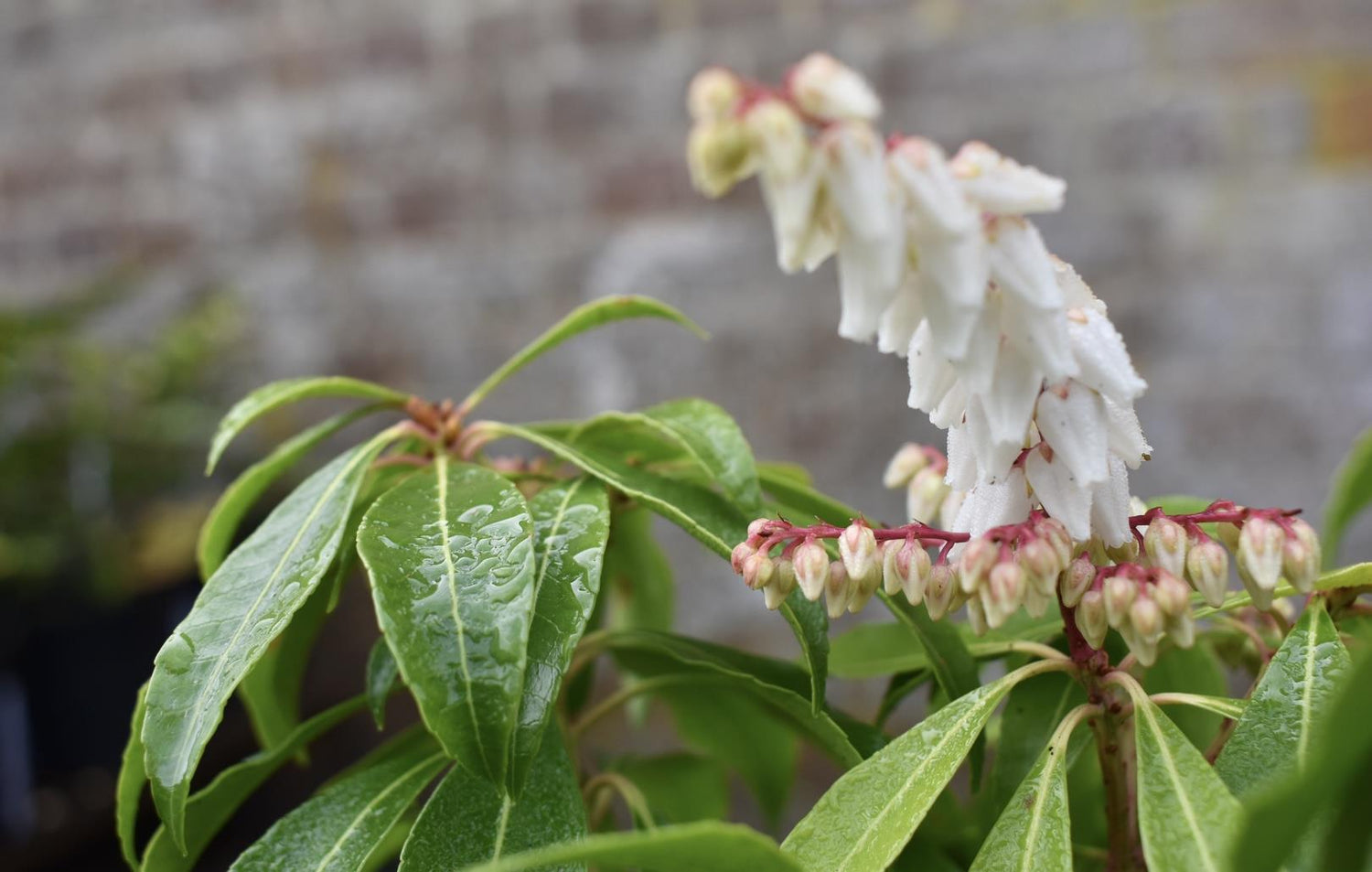 Pieris Japonica Mountain Fire - Shrub - 30-50cm - 10lt