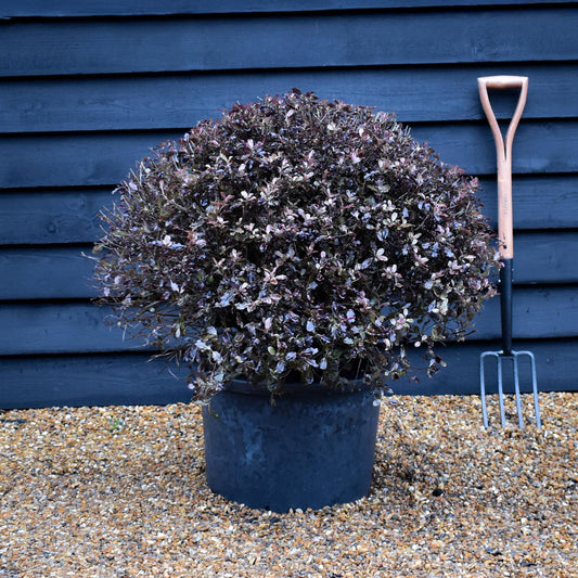 Pittosporum Tom Thumb - Height 60-80cm - Width 80-100cm - 40lt