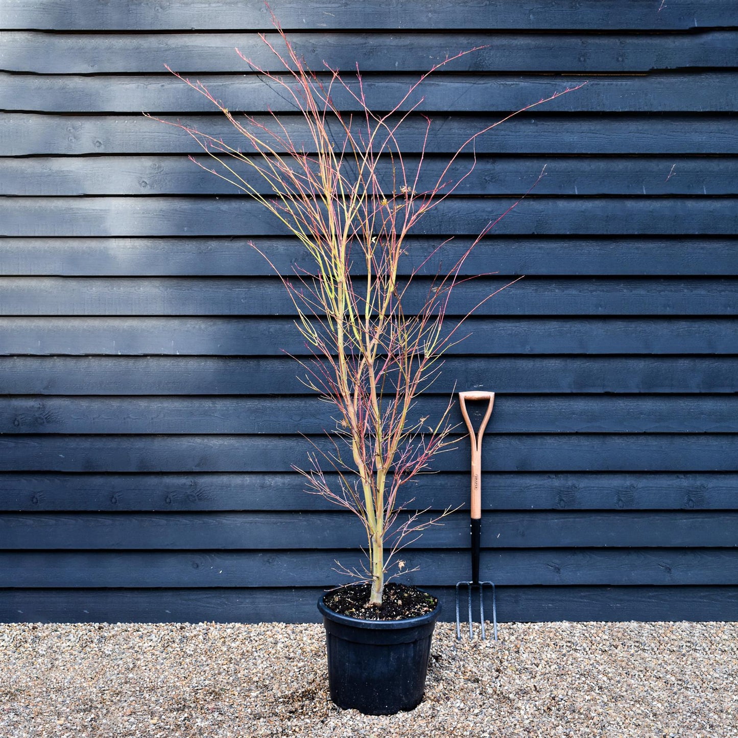 Red Bark Japanese Maple | Acer palmatum 'Sango-kaku' | Red Bark Maple Bushy - Height 200-250cm - 35lt