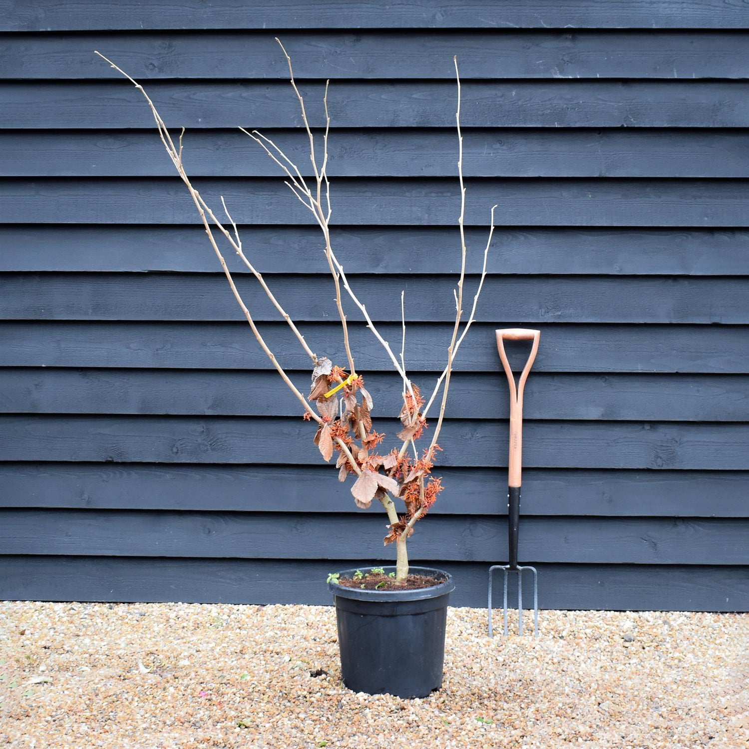 Hamamelis x intermedia 'Jelena' | Witch hazel - Height 130-160cm - 25lt