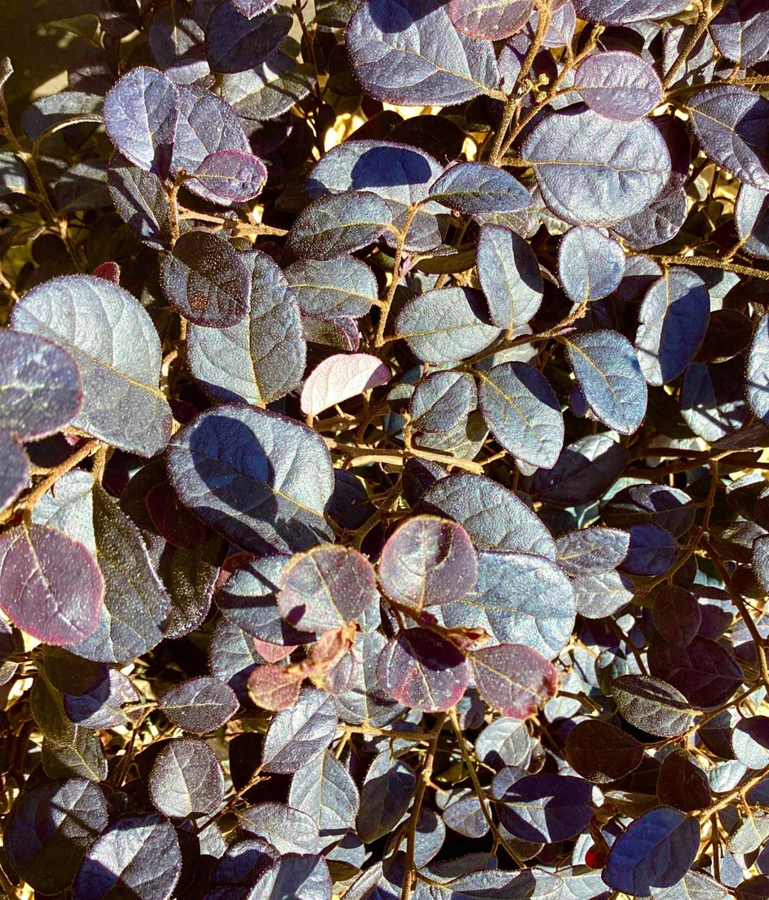 Loropetalum chinense Black Pearl | Chinese Fringe Flower - 90-100cm, 10lt