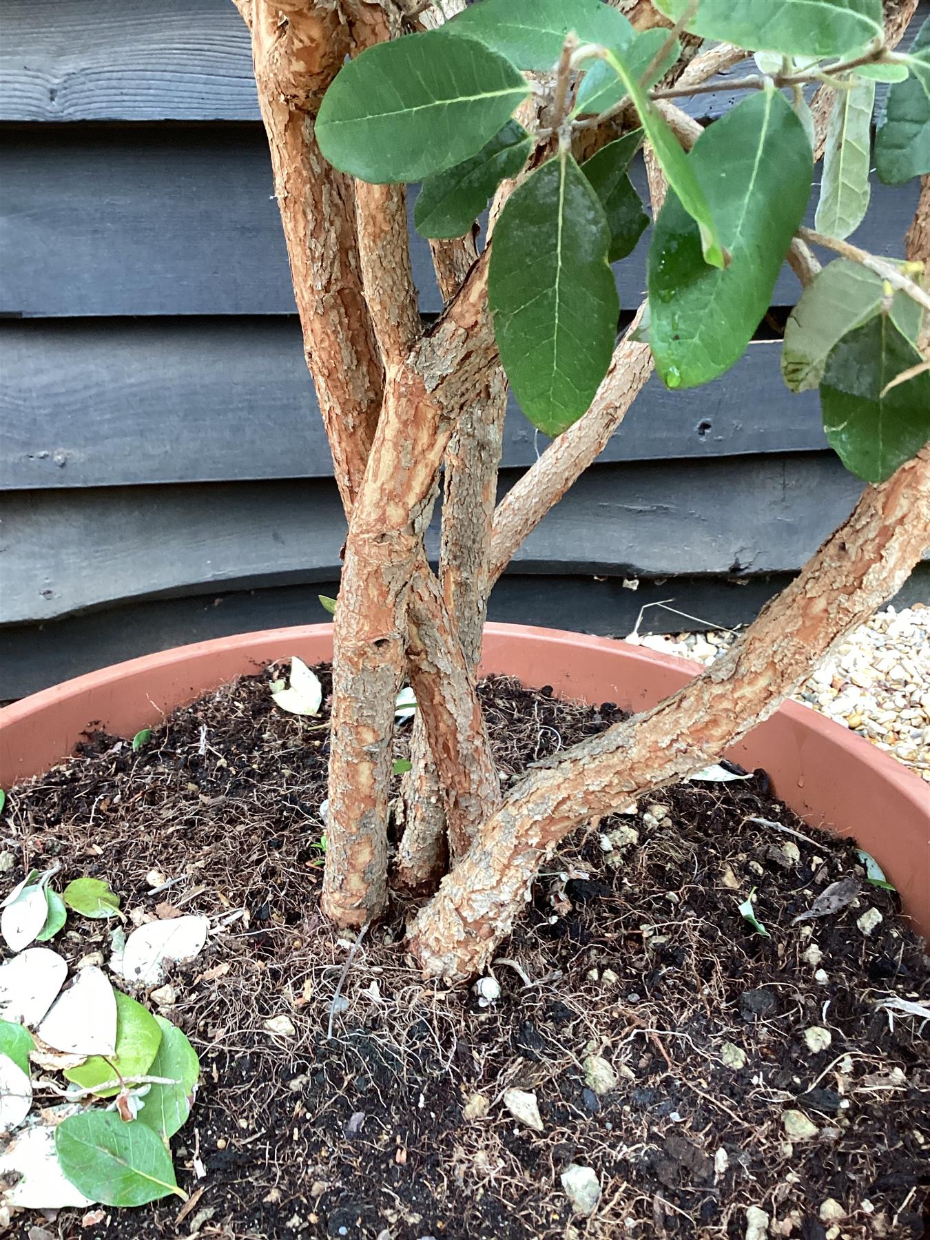 Feijoa sellowiana | Pineapple Guava - Parachute - Bowl - Height 80-100cm - 40lt