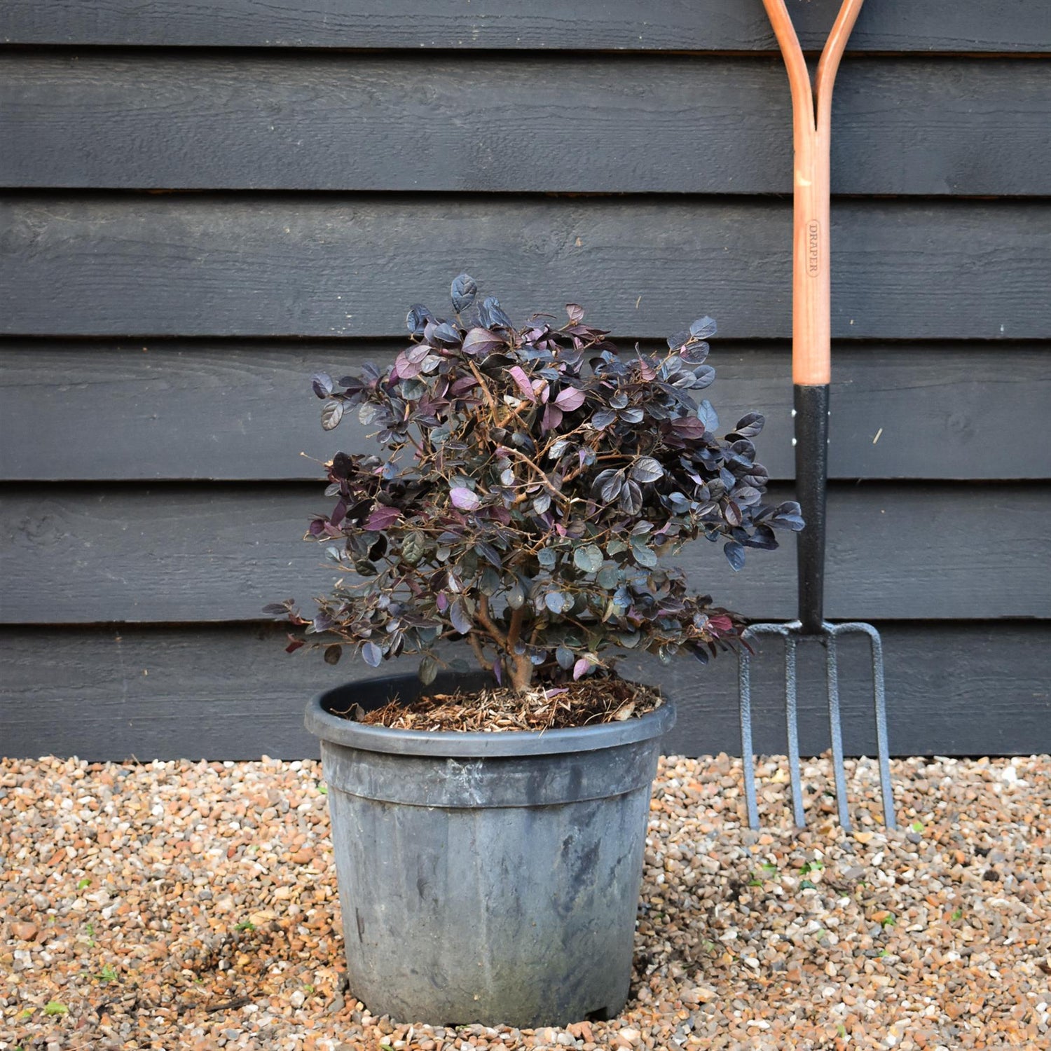 Chinese Fringe Flower | Loropetalum chinense 'Black Pearl' - Ball - Width 40cm Height 40cm -18lt