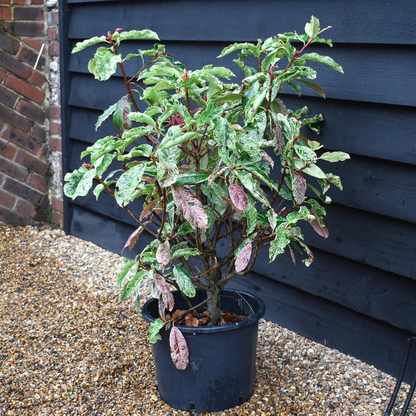 Photinia serratifolia - Pink Crispy - Bush - Shrub - Hedging - Height 100-110cm - 20lt