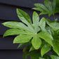 Fatsia Japonica (Japanese aralia) - 50/70cm, 20lt