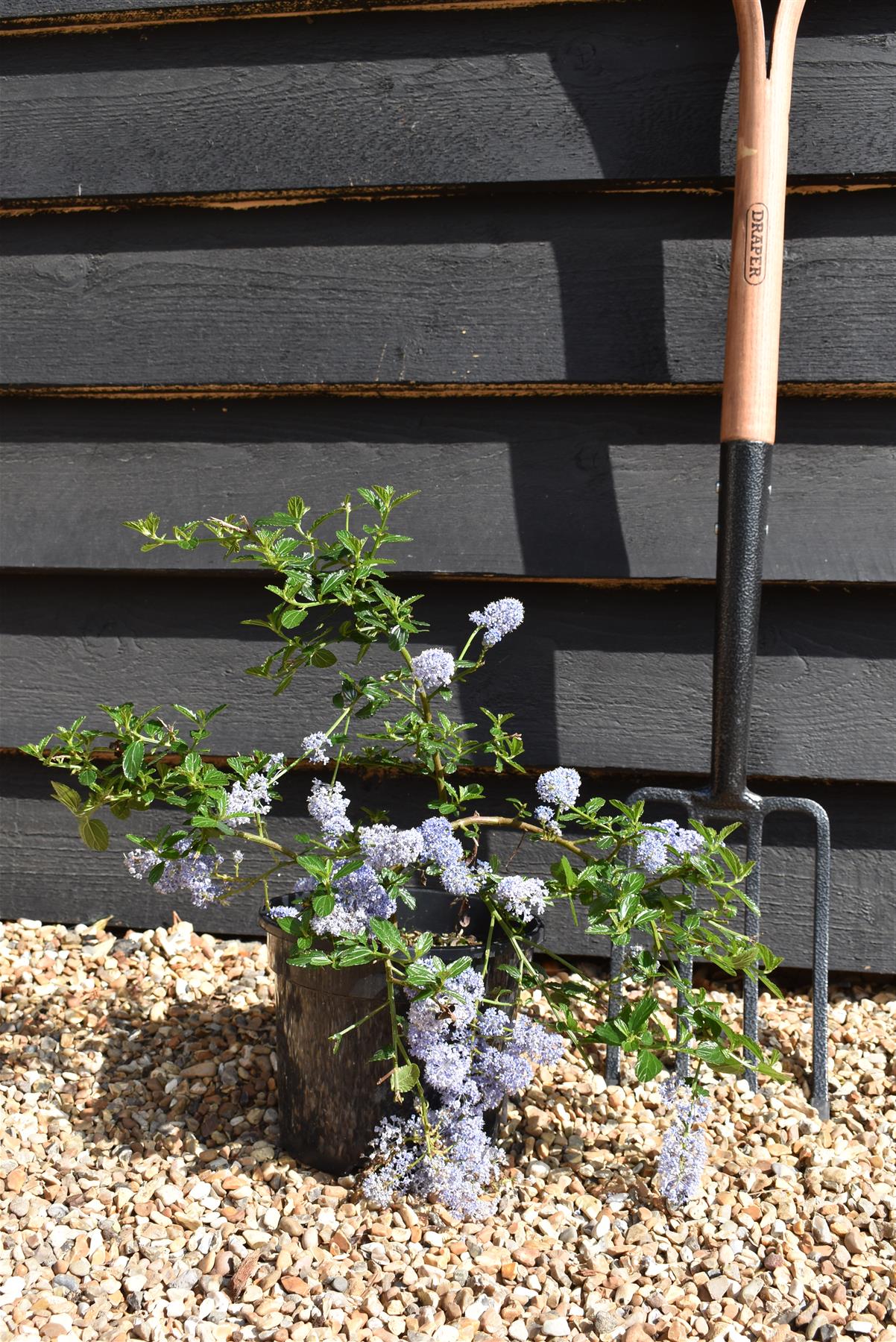 Ceanothus thrysifloris repens - 20-25cm, 3lt