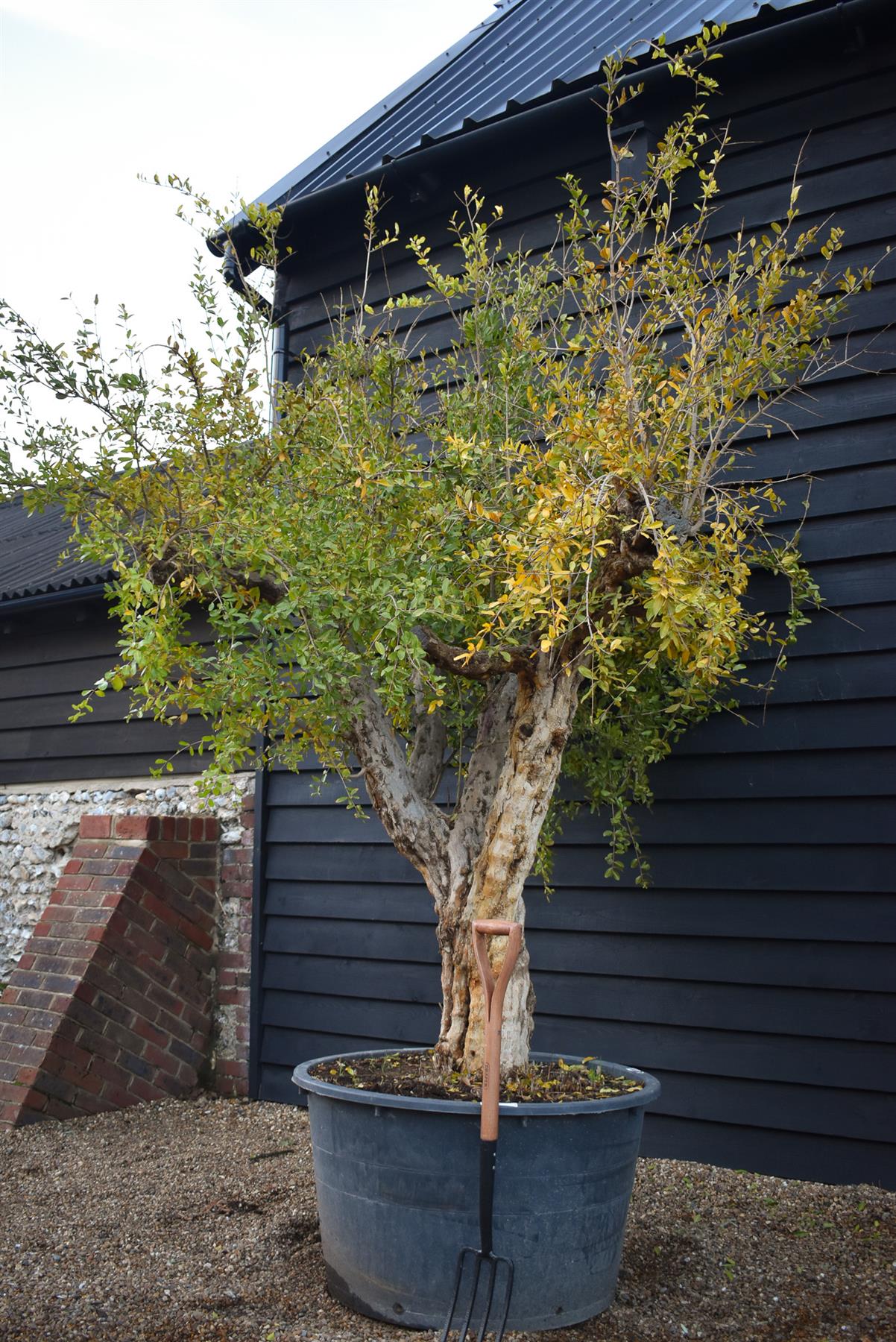 Pomegranate | Punica granatum - Mature Specimen - 3 Branches - Height 240-280cm - 350lt