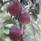 Apple tree 'Blue Moon' (Starline) | Malus domestica - 160-150cm - 10lt