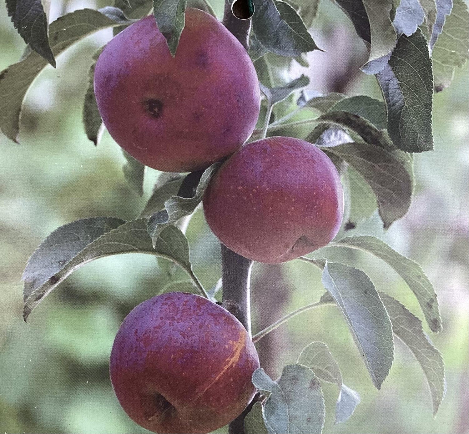 Apple tree 'Blue Moon' (Starline) | Malus domestica - 160-150cm - 10lt