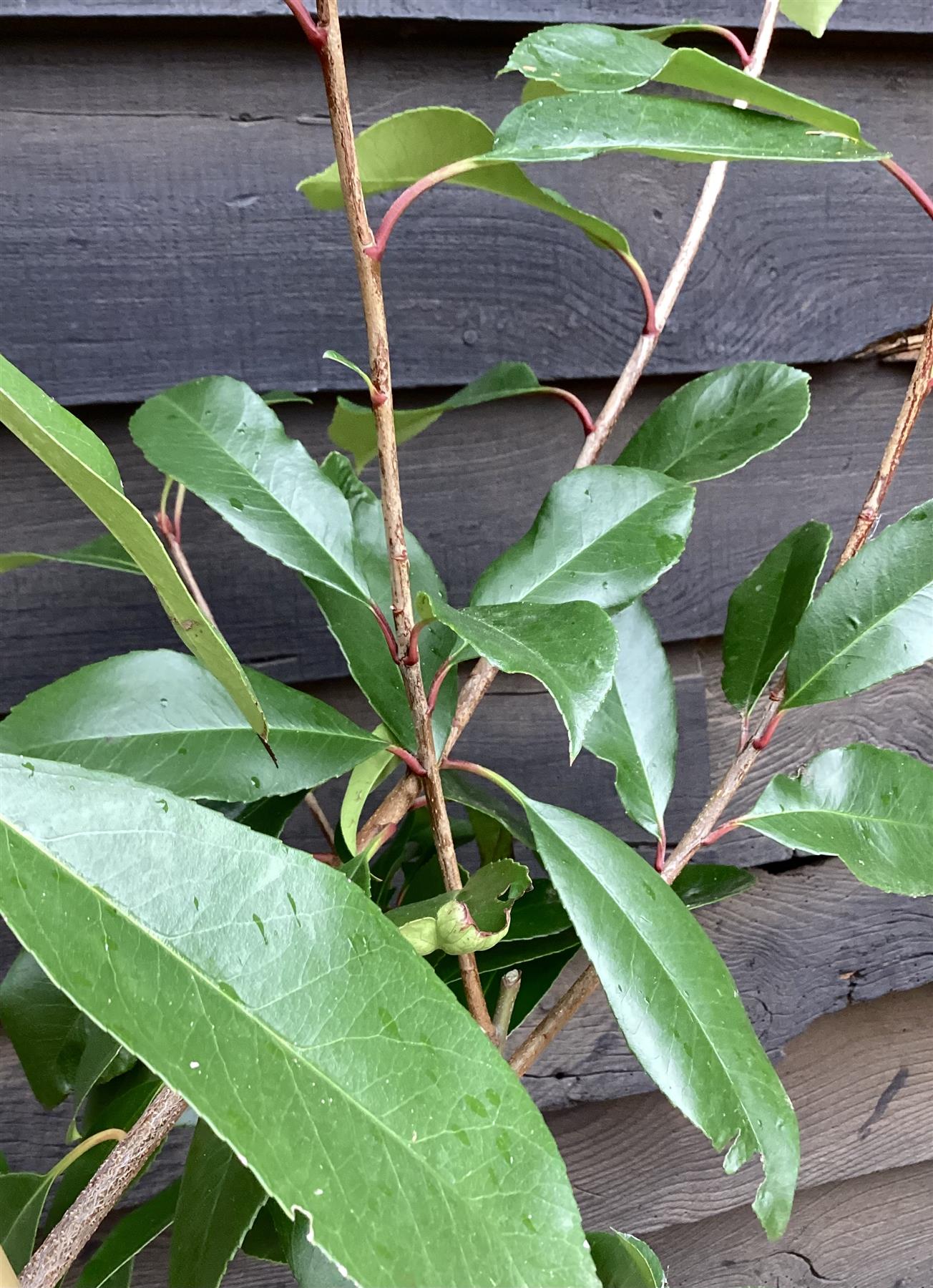 Photinia Red Robin | Christmas berry 'Red Robin'  - 150-200cm, 10lt